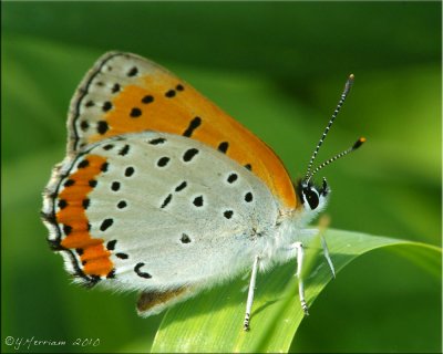 Bronze Copper ~ Lycaena hyllus