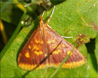Pyrausta acrionalis - Mint-loving Pyrausta Moth - Hodges#5071