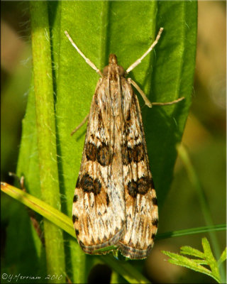 Nomophila nearctica - Lucerne Moth - Hodges#5156