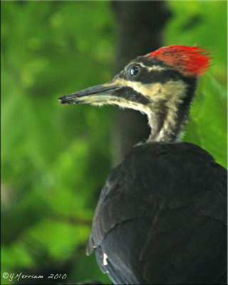 Eastern Woodpeckers, Nuthatches &  Creepers