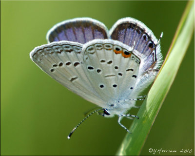 Cupido comyntas ~ Eastern Tailed-Blue Male