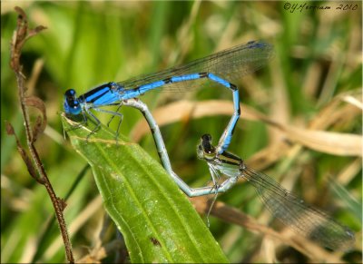 Familiar Bluets ~ Enallagma civile