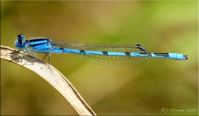 Enallagma civile ~ Familiar Bluet Male