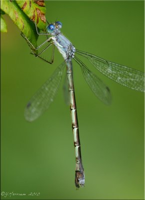 Sweetflag Spreadwing ~ Lestes forcipatus Female