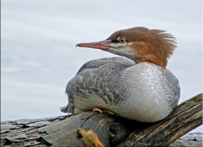 Common Merganser Hen