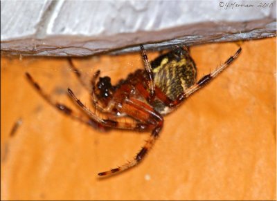 Cross Spider ~ Araneus diadematus