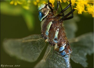 Lance-tipped Darner ~ Aeshna constricta