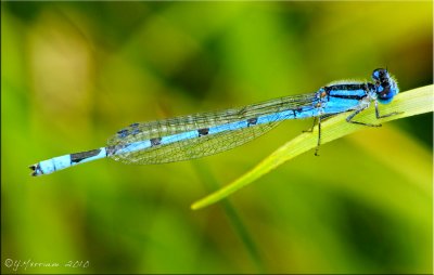 Enallagma hageni ~ Hagen's Bluet