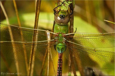 Anax junius - Common Green Darner