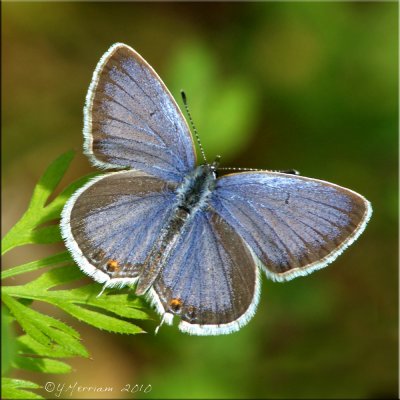 Cupido comyntas - Eastern Tailed-Blue