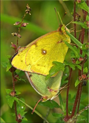 Mating Colias eurytheme ~ Orange Sulphurs