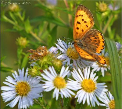 Lycaena hyllus - Bronze Copper on New England Asters