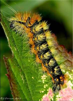 Acronicta impressa - Impressed Dagger Moth - Hodges#9261