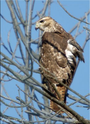 Perched Red-Tail