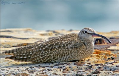 Resting Whimbrel