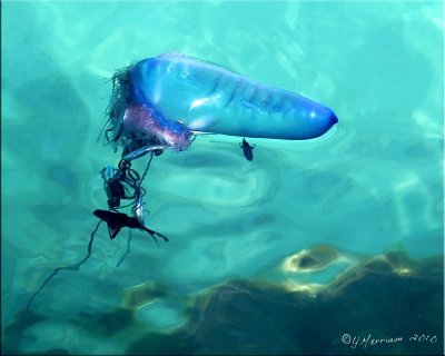 Portugese Man O'War Jellyfish & Fish