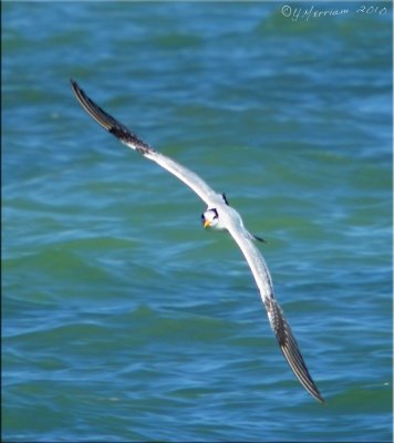 On the Wing