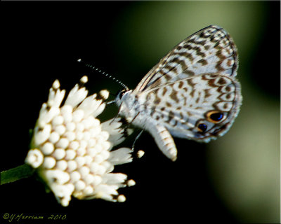 Leptotes cassius - Cassius Blue