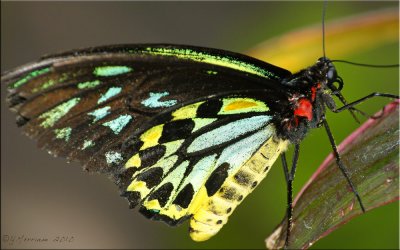 Ornithoptera priamus ~ Green Birdwing