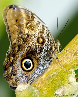 Caligo memnon ~ Owl Butterfly