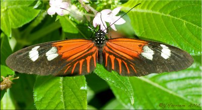 Heliconius erato reductimaculata ~ Small Postman Male