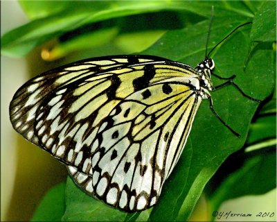 Idea leuconoe ~ Paper Kite