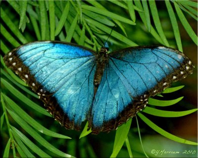 Morpho peleides ~ Common Blue Morpho