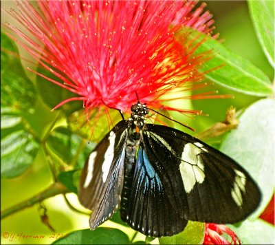 Heliconius sapho ~ Sapho Longwing