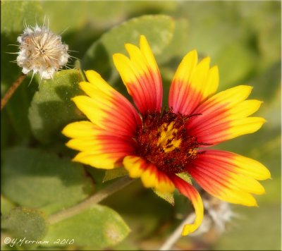 Indian Blanket Flower