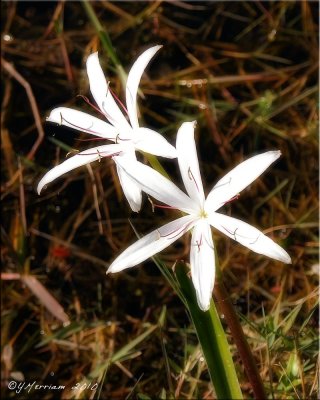 Everglades String Lily