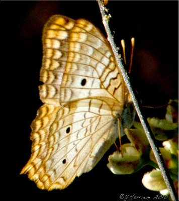 Anartia jatrophae ~ White Peacock