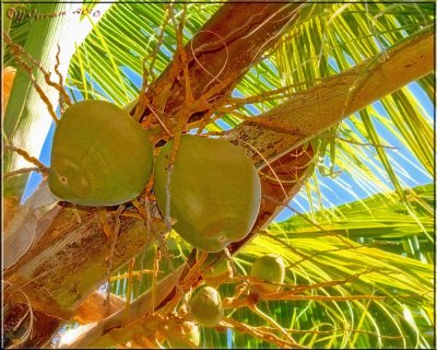 What a Lovely Bunch of Coconuts