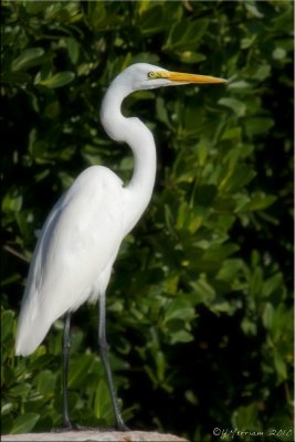 Great White Egret