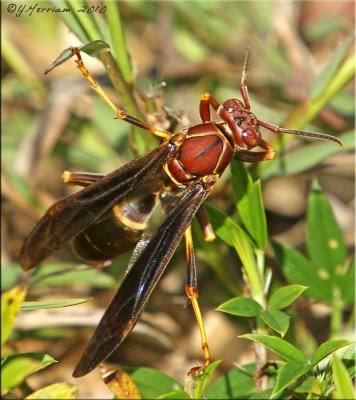 Polistes annularis ~ Paper Wasp