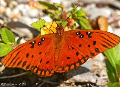 Gulf Fritillary