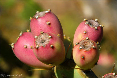 Prickly Pears