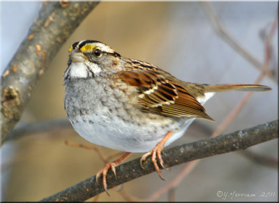 White-throated Sparrow