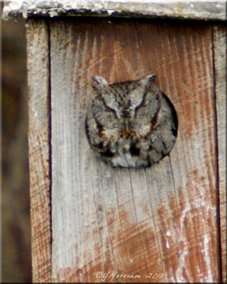 Eastern Screech Owl