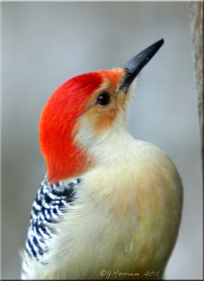 Red-bellied Woodpecker Male