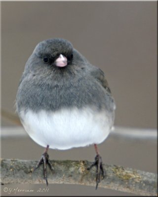 Slate-colored Junco