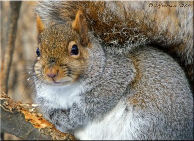 Gray Squirrel