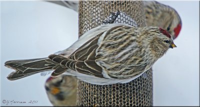 Hoary Redpoll