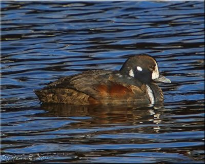 Life Sighting Harlequin Drake