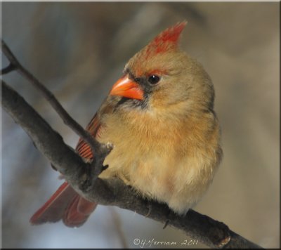 Female Northern Cardinal