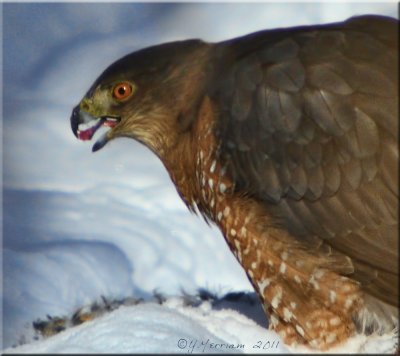 Cooper's Hawk Eating Squirrel