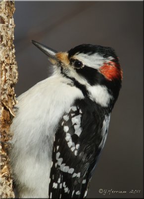 Male Hairy Woodpecker