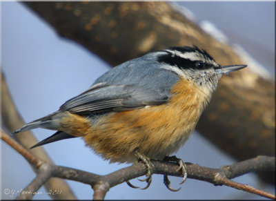 Red-breasted Nuthatch