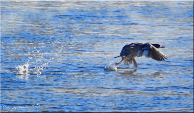 Common Merganser Take Off