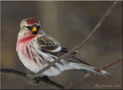 Common Redpoll Male