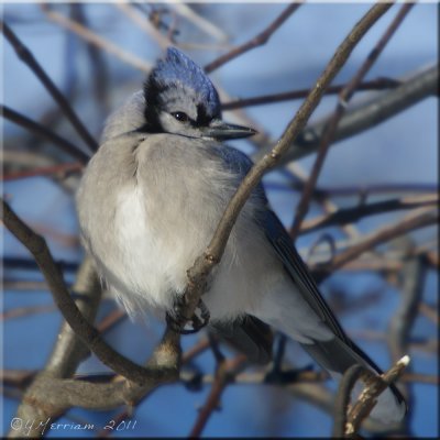 Blue Jay